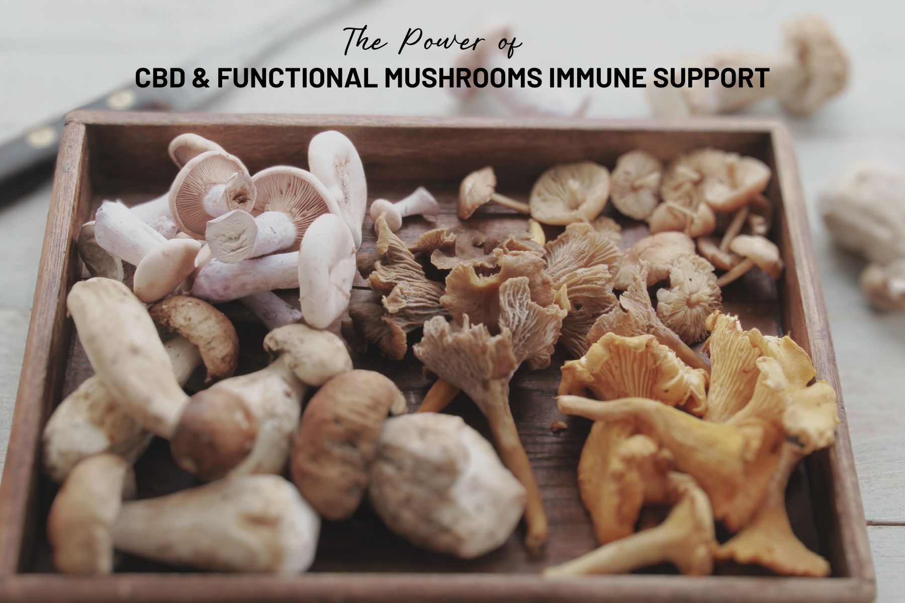 Boost Your Immunity Naturally: Uncover the Power of CBD and Mother Earth's Functional Mushrooms Immune Support Blend Capsules